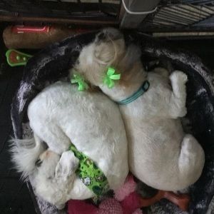 Meet your Posher, Samuel